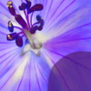 Fff10_thumb