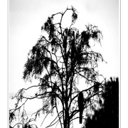 Wood_stork_in_trees_card
