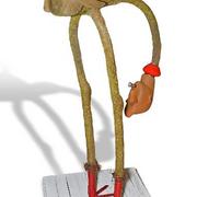 Ostrich_card