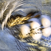Modern_fractal_art_promise_me_spring_will_come_card