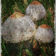 Mushrooms_card