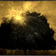 Tree_snapseed_card