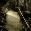 Sizedbridged_thumb