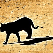 Cat_shadow-barcelona_-montjuic__art_005_copy_card