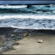 1sandpipper_card