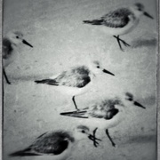 6gull_card
