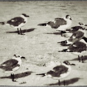 Gullgrunge_card