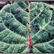 Leaf2_card