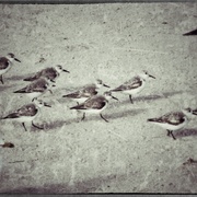 Smgulls_card