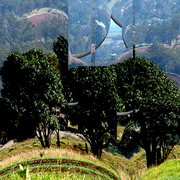 Kingaroy_3_card