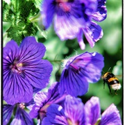 Bee_card