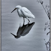 Heron_card