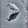 Heron_thumb