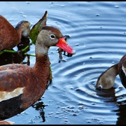 Colorduck_card