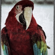 Partot1_card