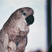 Dirtybird_card