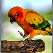 Yellowbird_card