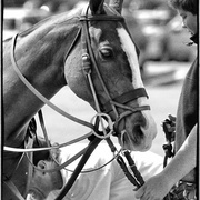 Horse_card