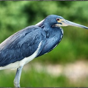 Blueheron_card