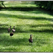 Greenducks_card