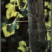 Grape_card