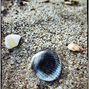 Shells1_card