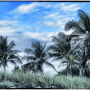 Palms_card