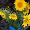 Sunflower_on_fireplace_thumb