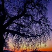 Tree_card