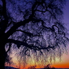 Tree_thumb