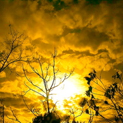 Clouds_and_trees_card