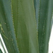Dsc_6573_square