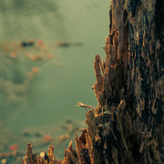 Dead_stump_card