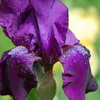 Dsc_0036_edited-2_thumb