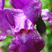 Dsc_0040_edited-3_card