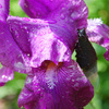 Dsc_0040_edited-3_thumb