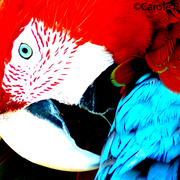 Birdofpassionbycarolerobertson_card