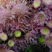 Blooming_purple_card
