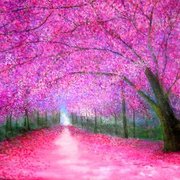 00000000004pinkblossoms_card