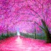 00000000004pinkblossoms_thumb