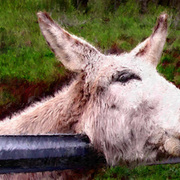 Donkey_painting_72_card