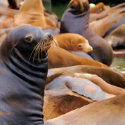Eared_seal_painting_card