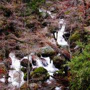 Fallen_tree_falls__ynp_card