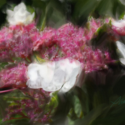 Flower_study_in_red___white_card