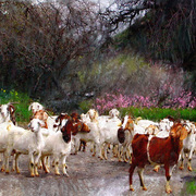 Goats_painting_72_card
