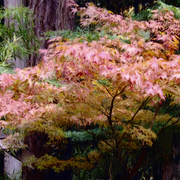 Japanese_maple_card