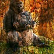 Silverbacksmall_card