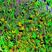 Green_card