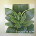 Sany0943_square