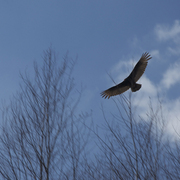 Soaring_card